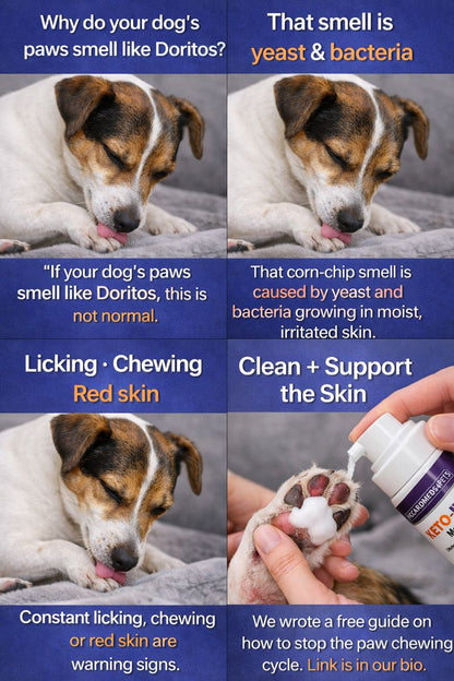 Piccardmeds4pets Keto-Itch Plus Antiseptic Mousse for Cats &