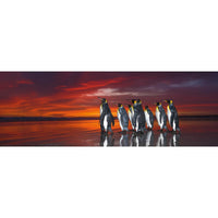 King Penguins 1000 Piece Panoramic Jigsaw Puzzle Heye