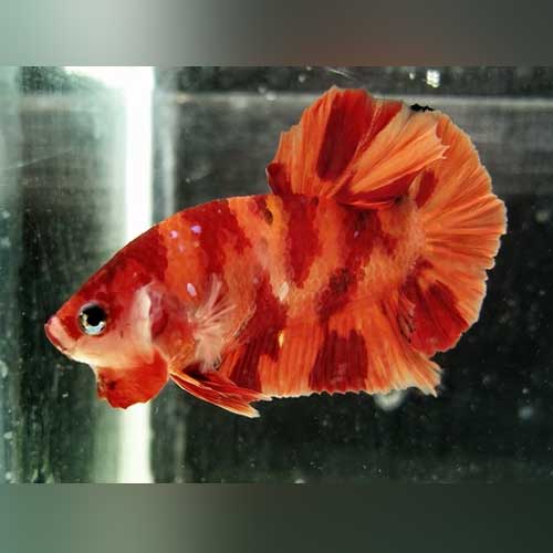Male Nemo Betta Live Tropical Fish