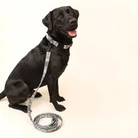 Hike Day Recycled Dog Leash
