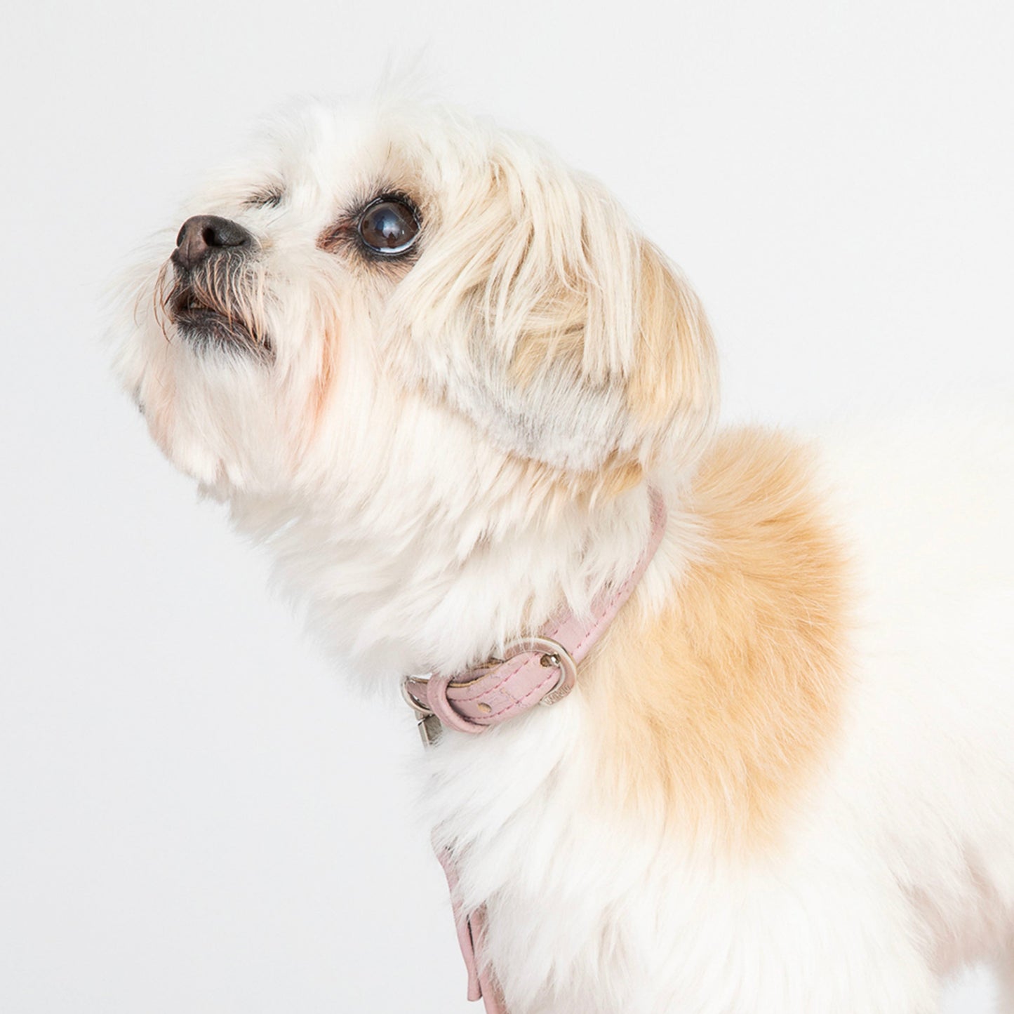 Love Pink Cork Leather Collar - Purrfect Pet Kingdom