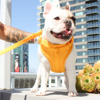 Luxe Harness - Palma - Luxe Harness - Pawmigo