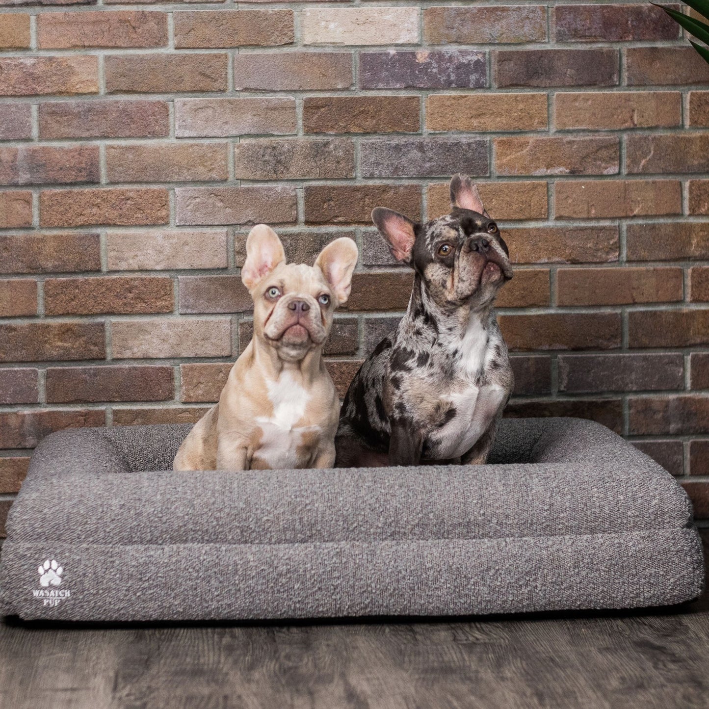 Luxury Orthopedic Dog Bed - Wasatch Pup