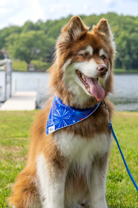 Patriotic Dog Bandana - Purrfect Pet Kingdom
