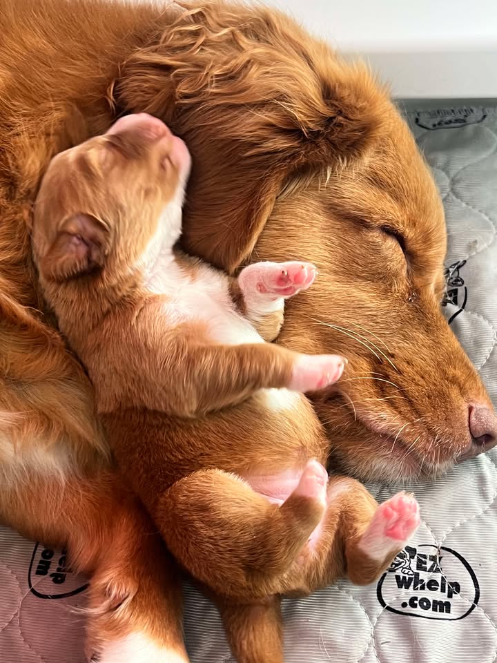 EZclassic Windowed Whelping Box Set w/Rail Assembly - EZwhelp