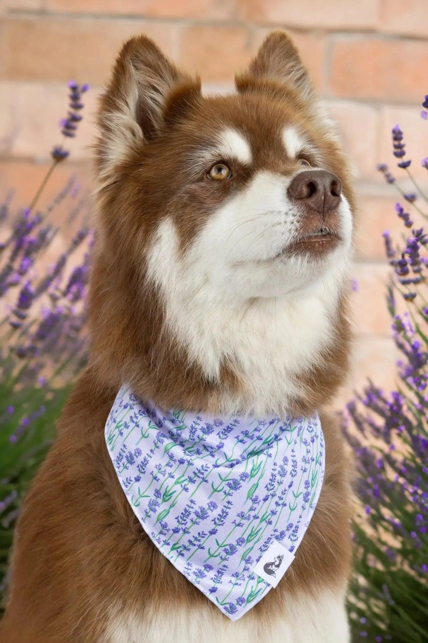 Lavender Blooms Dog Bandana - Purrfect Pet Kingdom