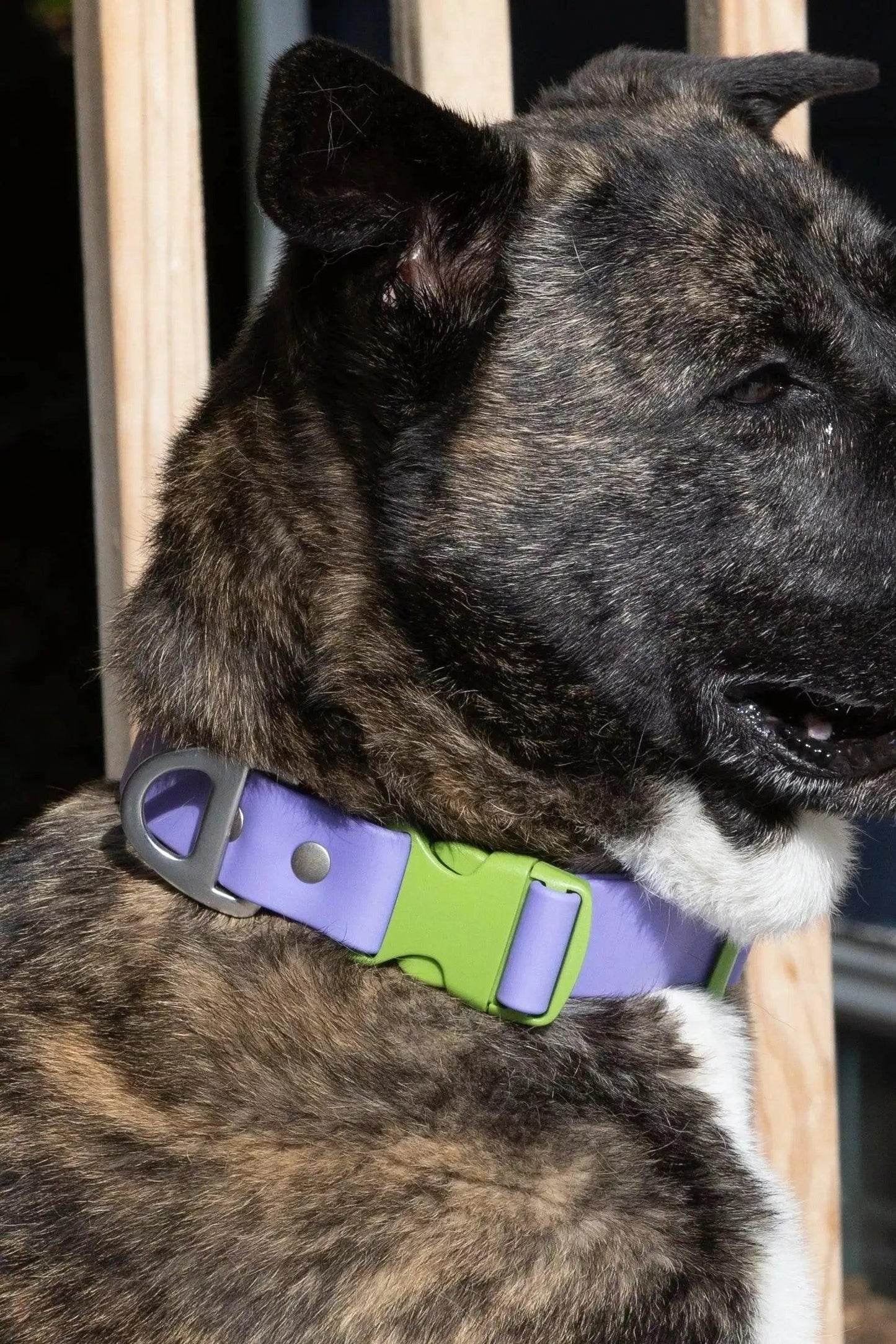 Lavender Garden Waterproof Dog Collar - Dog Collar - Aria the Fox