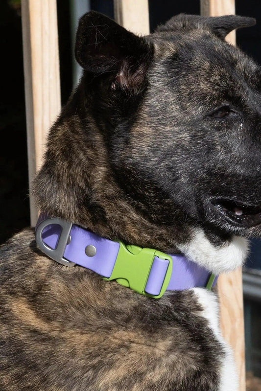 Lavender Garden Waterproof Dog Collar - Dog Collar - Aria the Fox