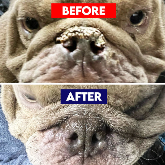 Ruff Nose Pet Nose Repair Balm - Horizon Animal Care