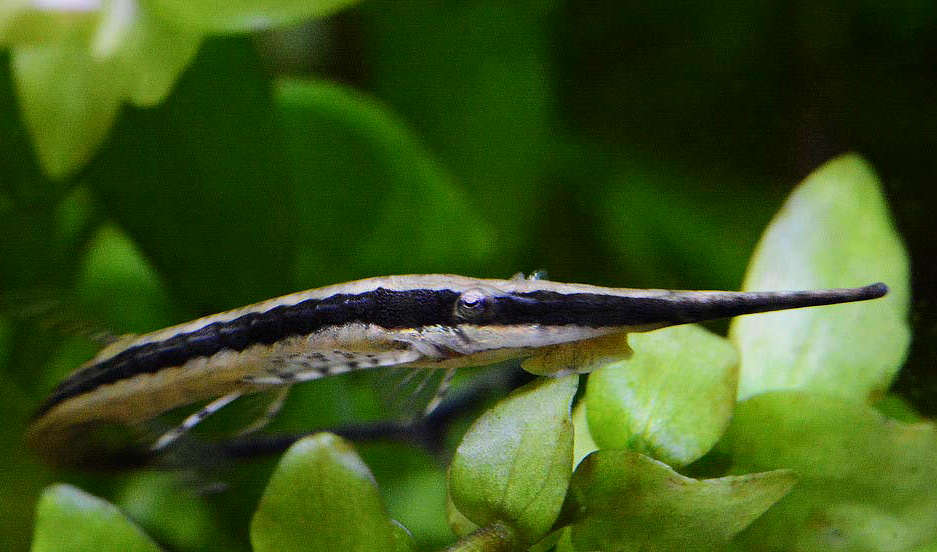 Longnose Twig Catfish (Farlowella gracilis)
