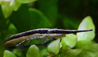 Longnose Twig Catfish (Farlowella gracilis)