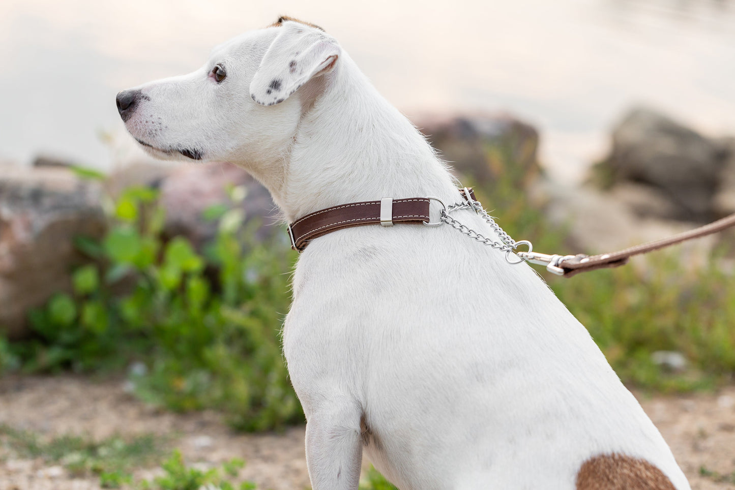 Martingale Chocolate Leather Dog Collar - Leather Dog Collar - Euro - Dog Collars and Leads