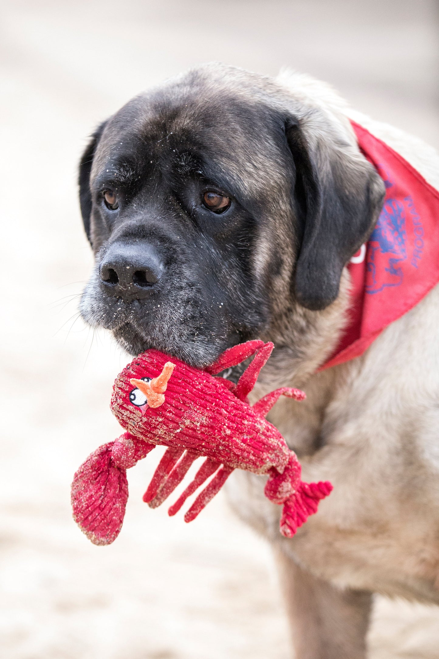 Dog Toy McCraken Lobsta Knottie Plush Toy for Daily Use - gallery product image for dog toy