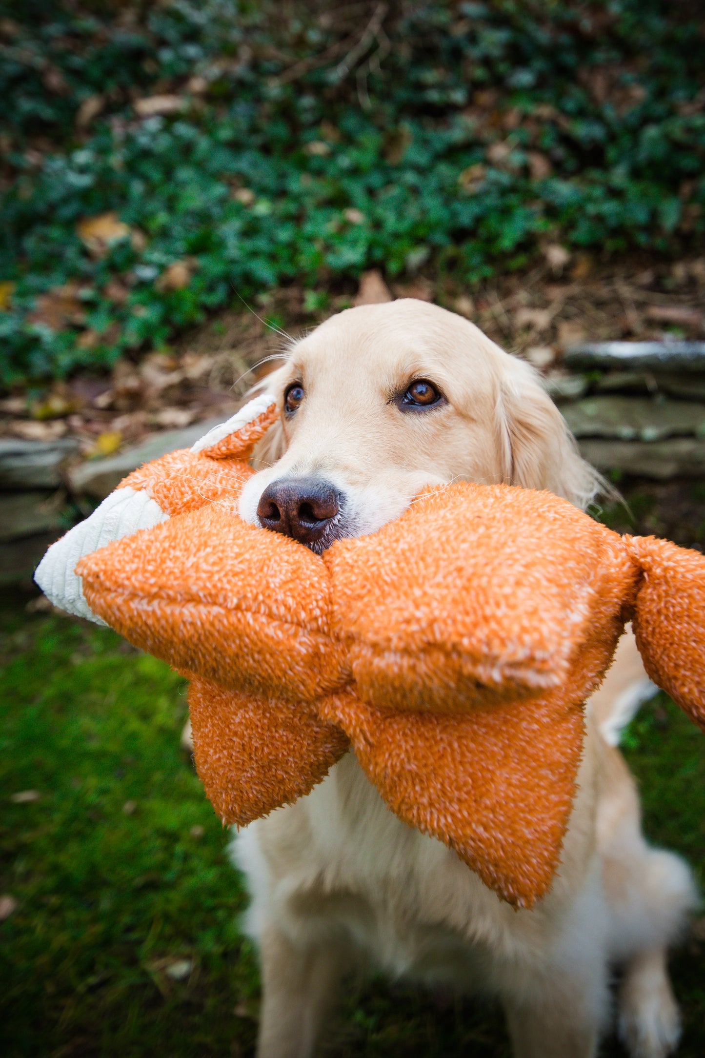 Dog Toy Squooshie Fox Plush Toy for Daily Use for Comfort - close up product image for dog toy