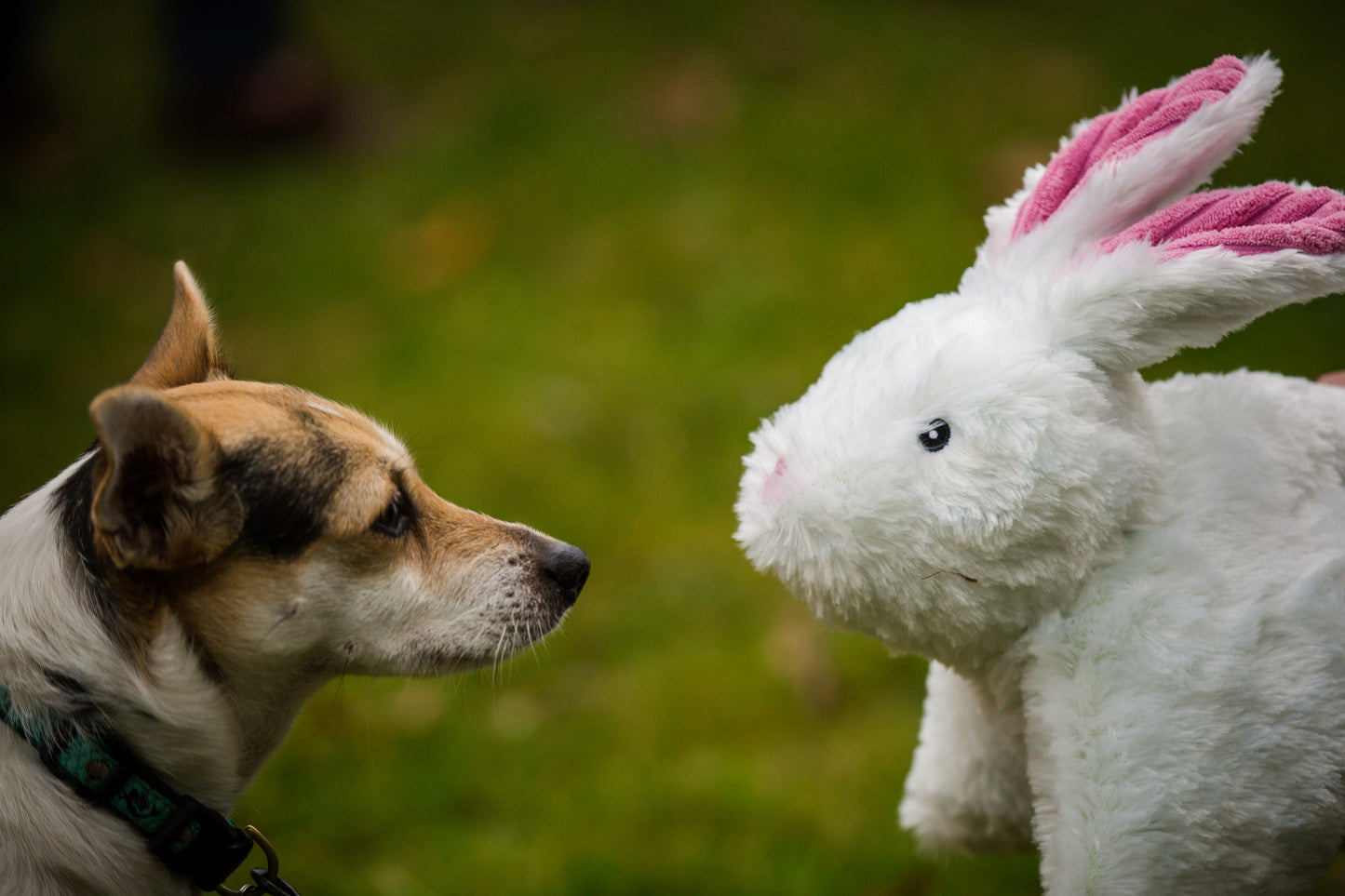 Dog Toy Squooshie Bunny Plush Toy for Daily Use for Comfort - size and texture image for dog toy
