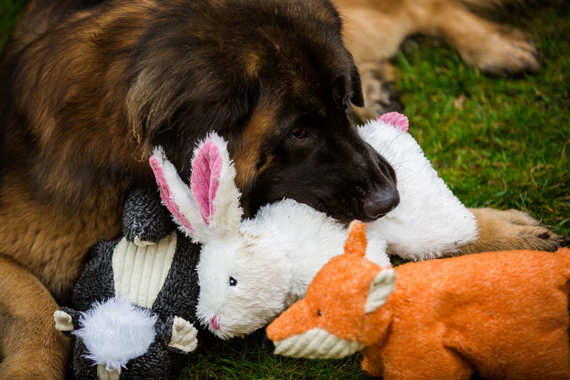 Dog Toy Squooshie Skunk Plush Toy for Daily Use for Comfort - gallery product image for dog toy