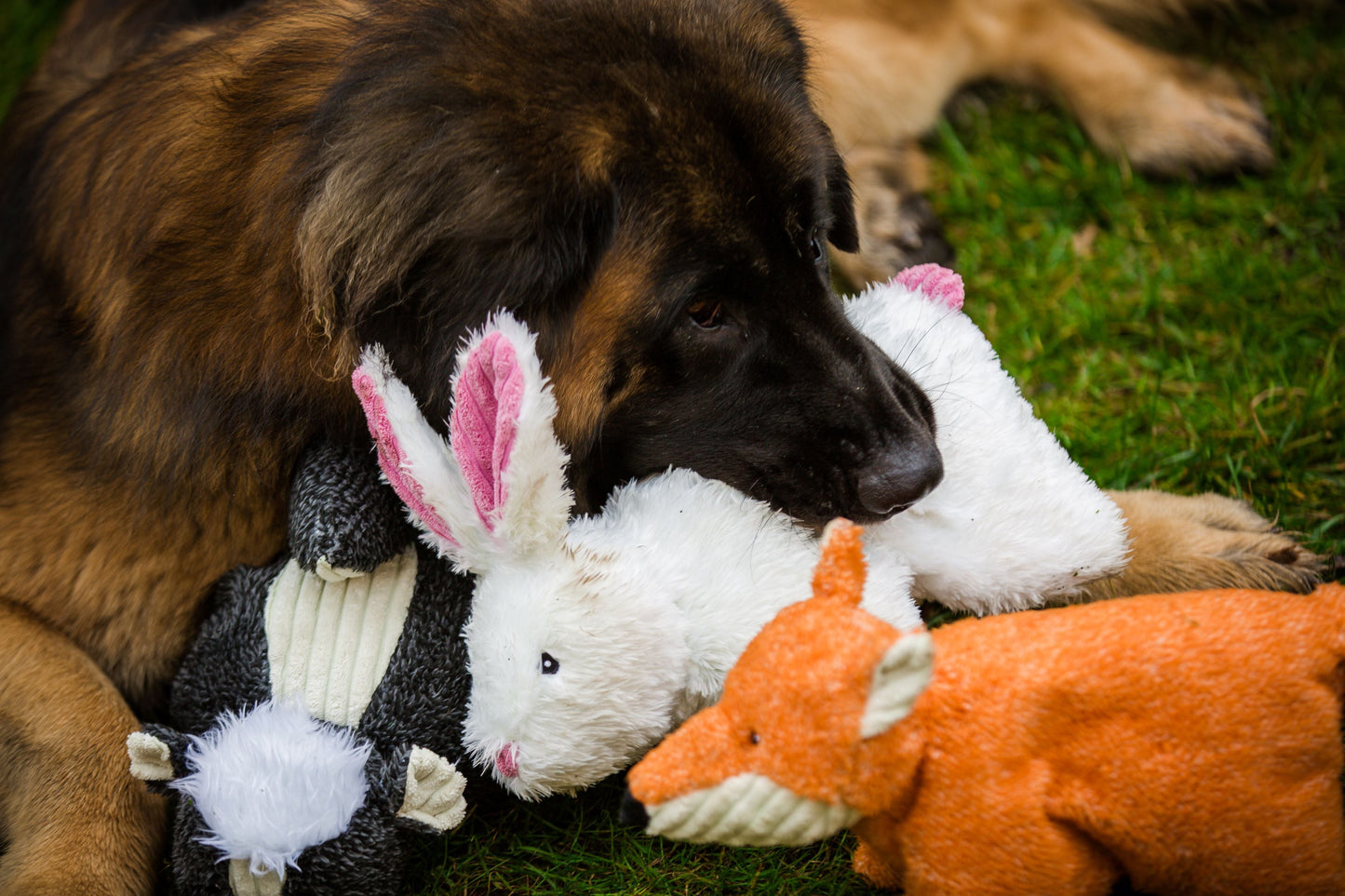 Dog Toy Squooshie Bunny Plush Toy for Daily Use for Comfort - gallery product image for dog toy