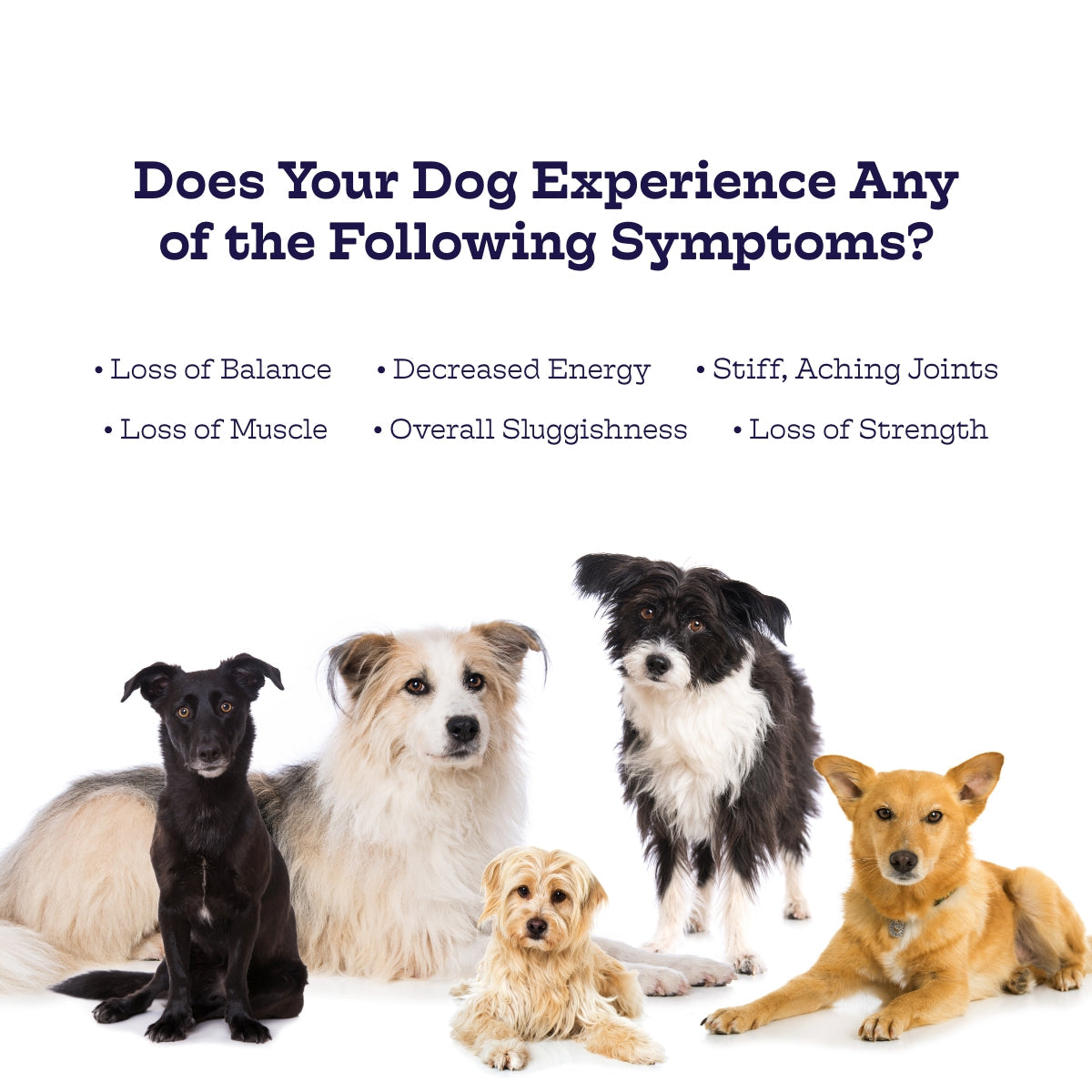 Hip & Joint Chews - Moe's Healthy Pets
