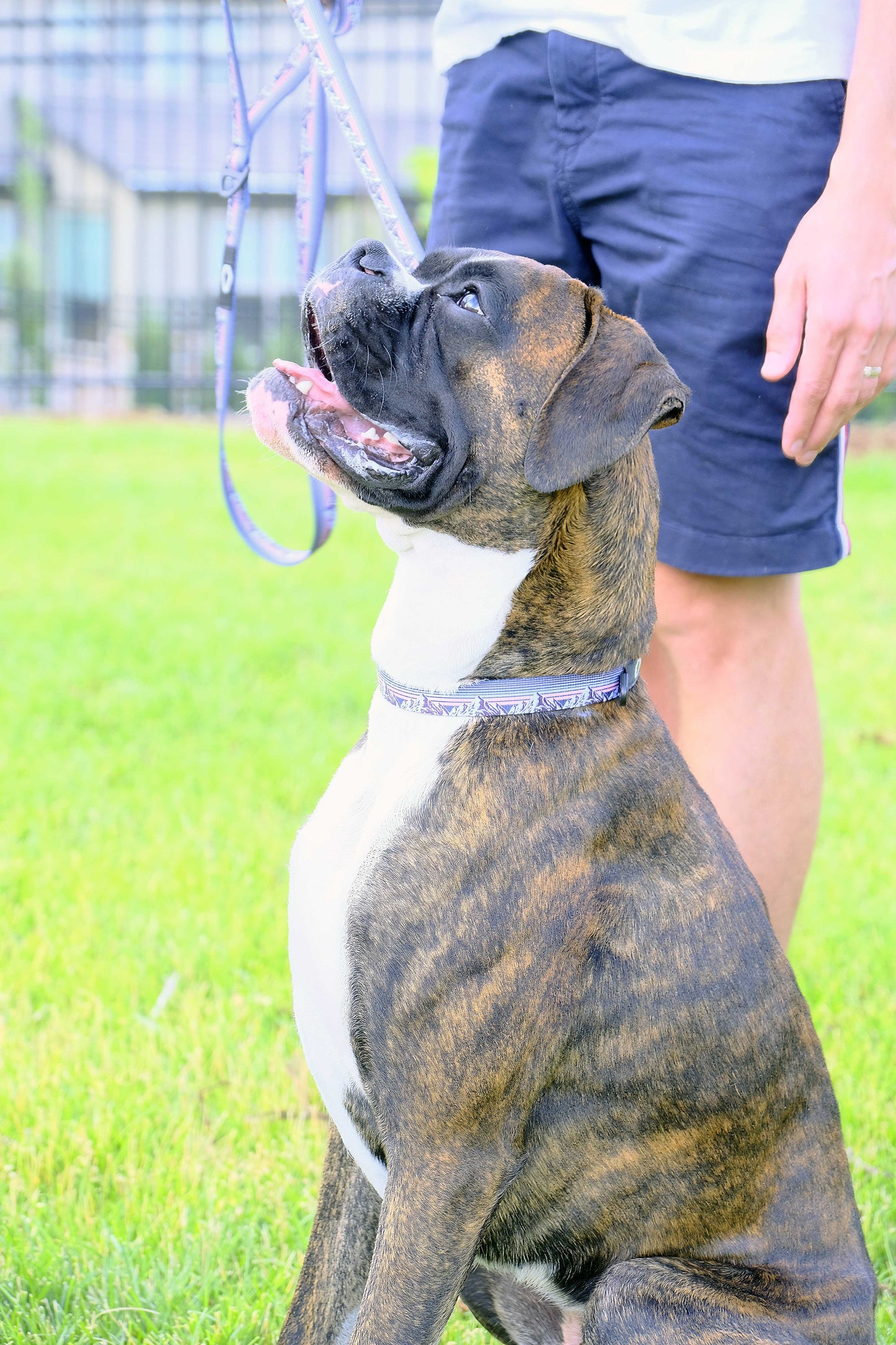 Outdoor Style Mountain Sunset Nylon Dog Collar - Dog Harnesses - Euro - Dog Collars and Leads