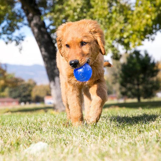 KONG Squeezz Crackle Ball Interactive Sensory Dog Toy 👑