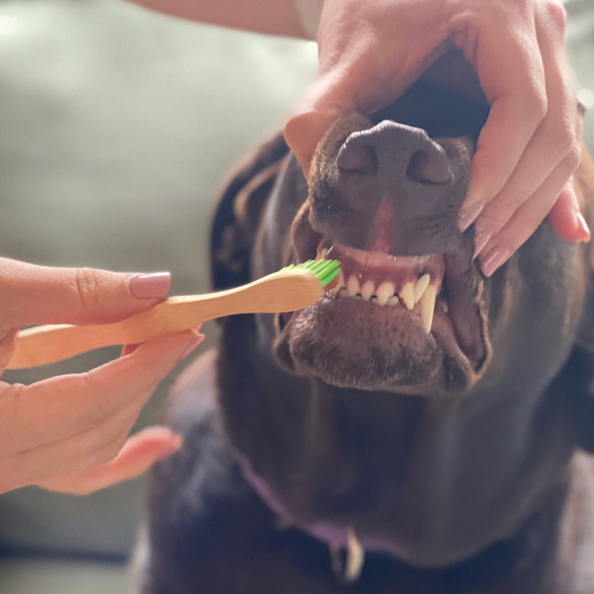 Purrfect Kingdom™ - Tooth Gel With Bamboo Brush Small Dog