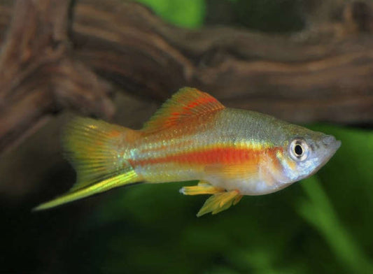 Neon Swordtail Live Tropical Fish