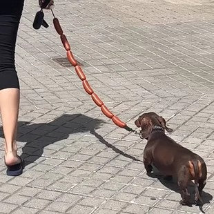 Funny Sausage Dog Leash – Hot Dog Style for Small Pets