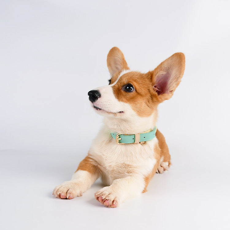 2-Tone Leather Dog Collar – Adjustable & Stylish Pet Walking Accessories