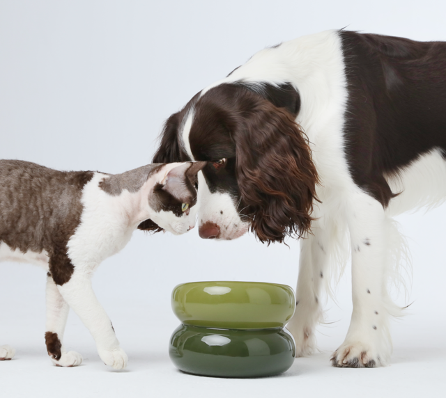 Purrfect Pet Kingdom green elevated ceramic ergonomic bowl, shown with a cat and dog on a white background.