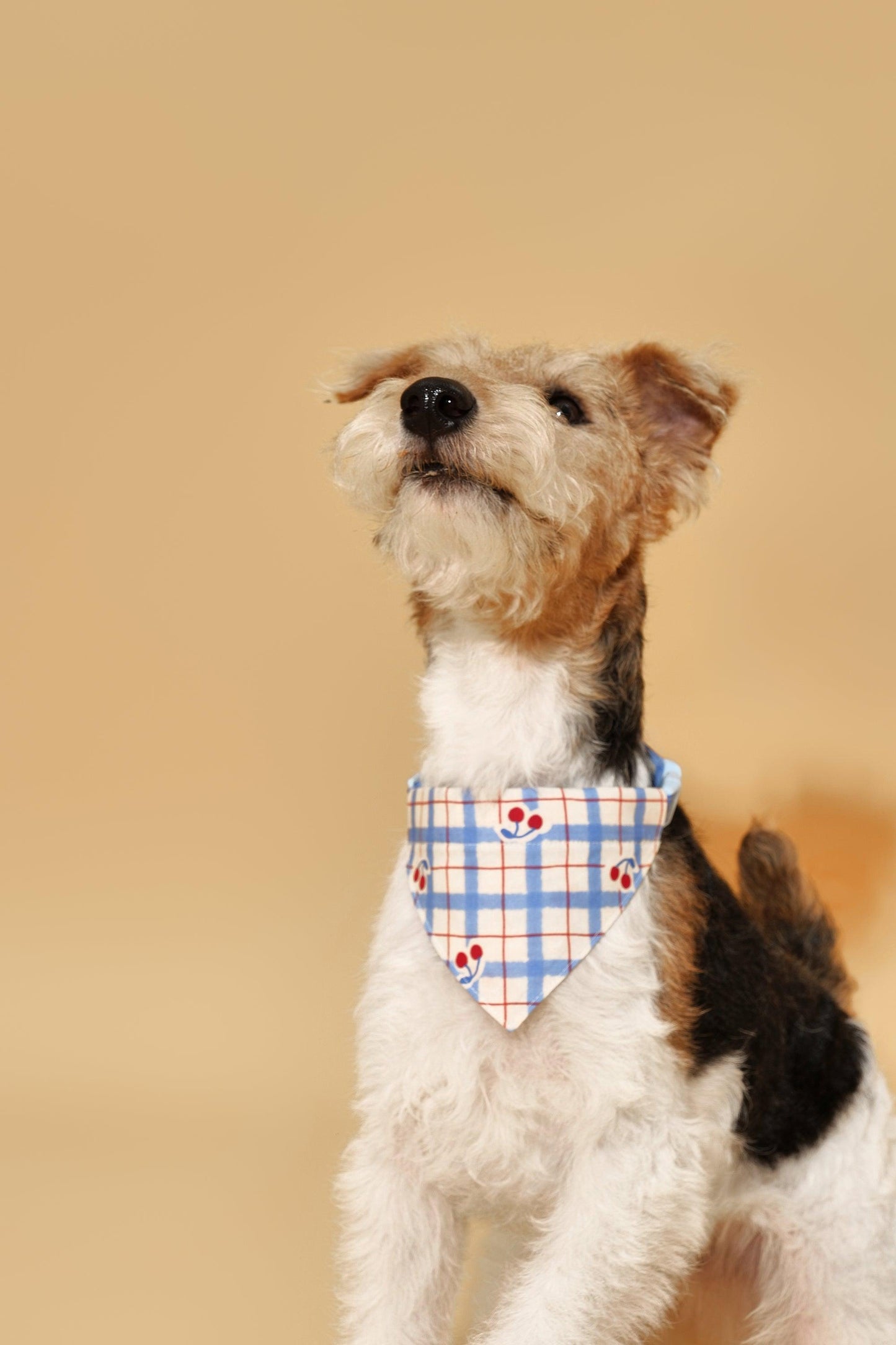 Blue Gingham Cherry Bandana - Dog Bandana - BarkBarkBaby