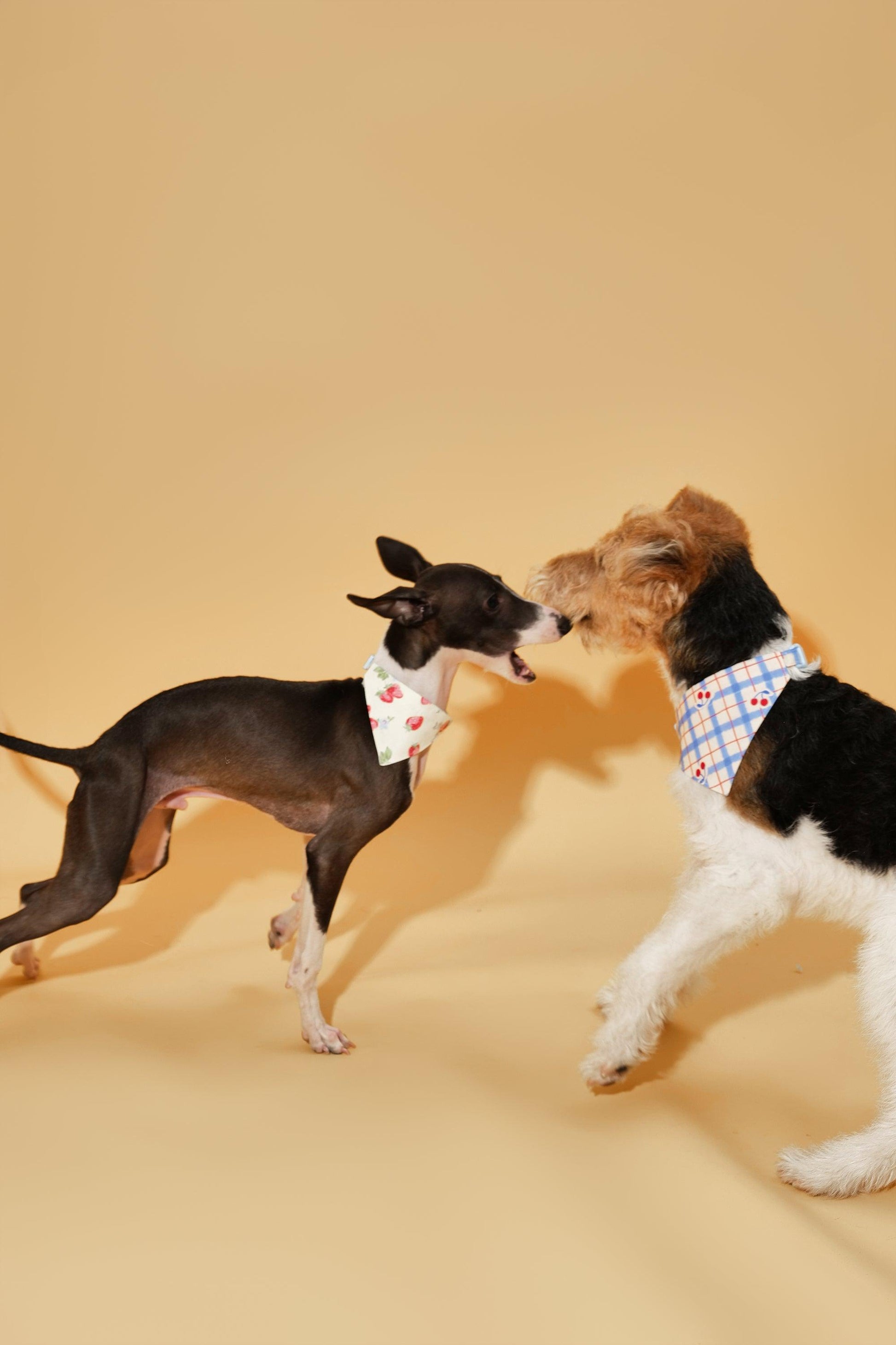 Blue Gingham Cherry Bandana - Dog Bandana - BarkBarkBaby