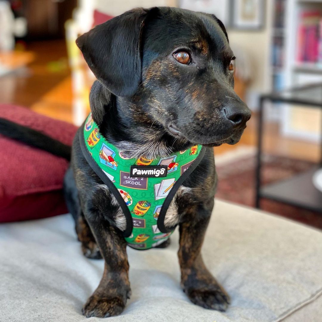 Teacher's Pet Reversible Harness - Reversible Harness - Pawmigo