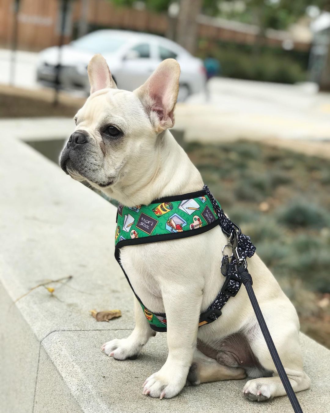 Teacher's Pet Reversible Harness - Reversible Harness - Pawmigo