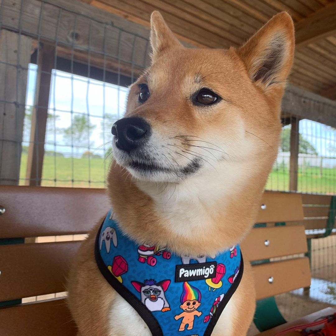 90s Baby Reversible Harness - Reversible Harness - Pawmigo