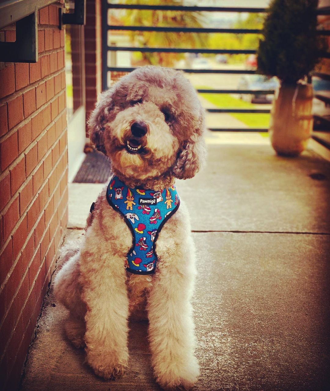 90s Baby Reversible Harness - Reversible Harness - Pawmigo