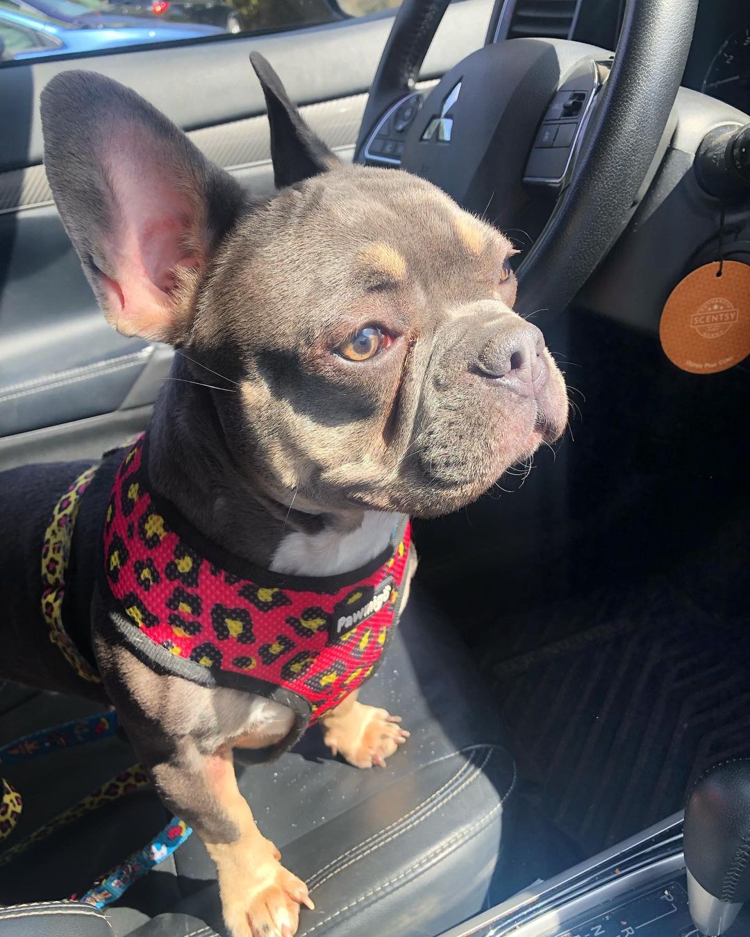 90s Baby Reversible Harness - Reversible Harness - Pawmigo