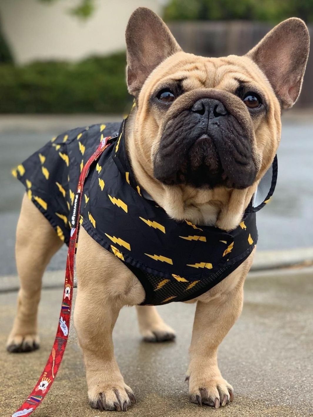 Pawgwarts Poncho | Purrfect Pet Kingdom