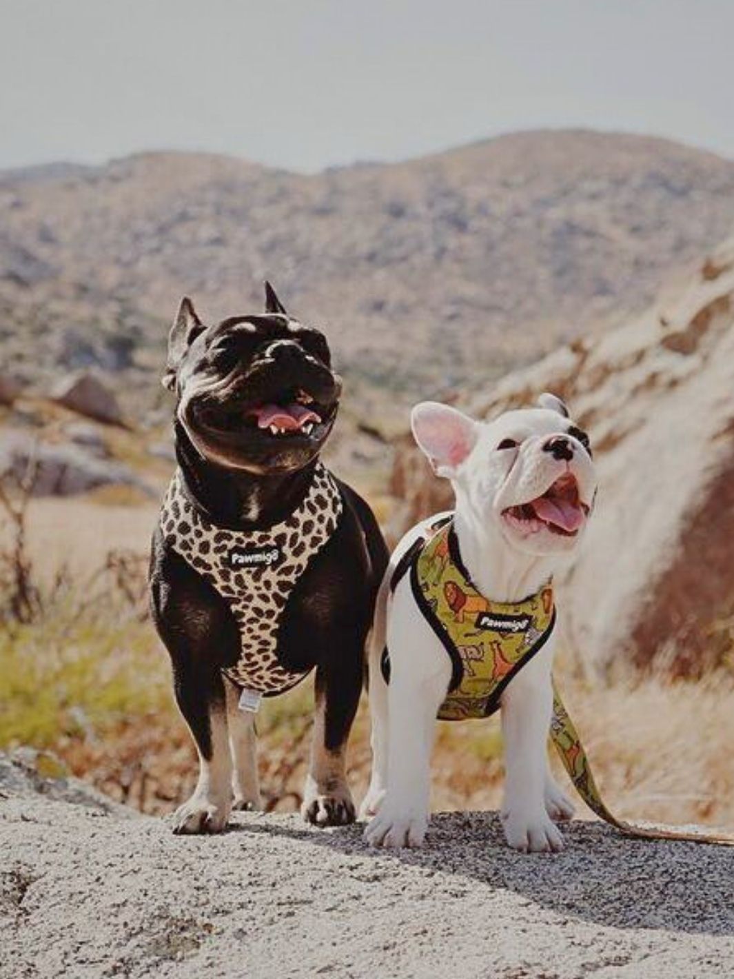 Wild Thing Leash Kit - Leash Kit - Pawmigo