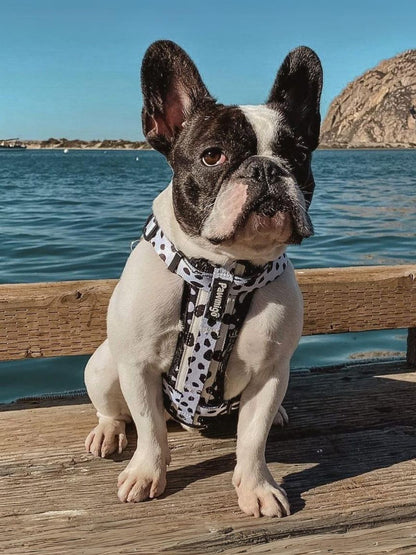 Polka Dog X-Fit Harness Premium Lightweight Adjustable Vest: French Bulldog in spotted harness on a sunny wooden pier.