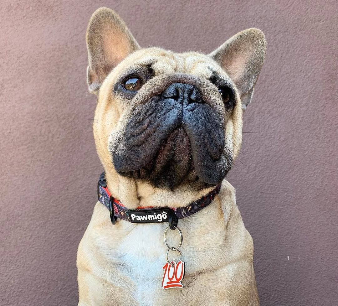 May Flowers Collar - Dog Harnesses - Pawmigo