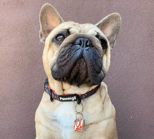 May Flowers Collar - Dog Harnesses - Pawmigo