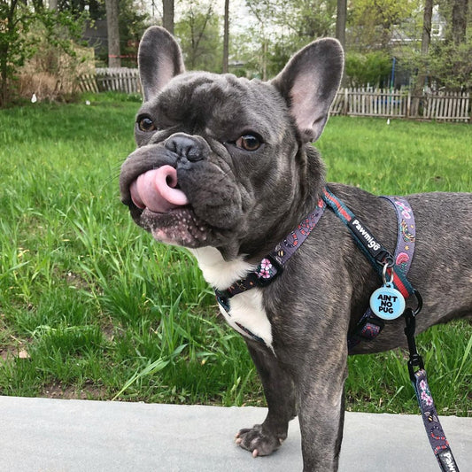 May Flowers Free - Fit Harness - Free - Fit Harness - Pawmigo