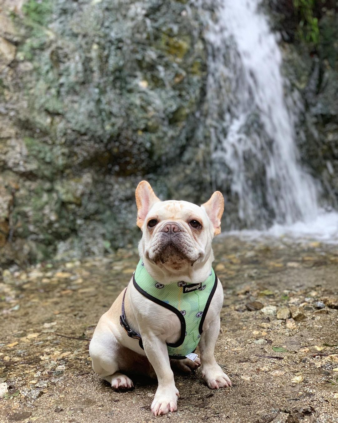 Muddy Paws Reversible Harness - Reversible Harness - Pawmigo