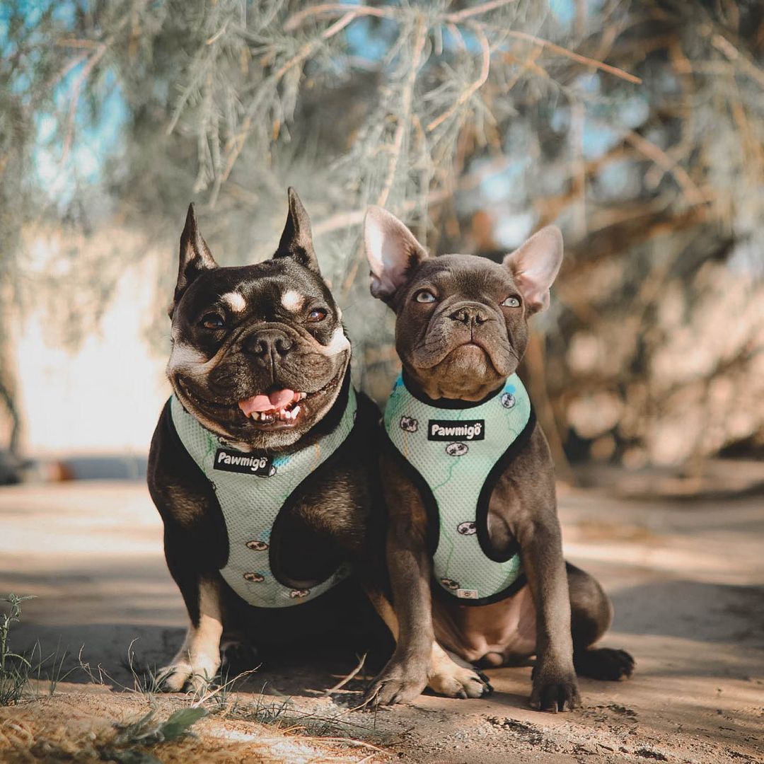 Muddy Paws Reversible Harness - Reversible Harness - Pawmigo