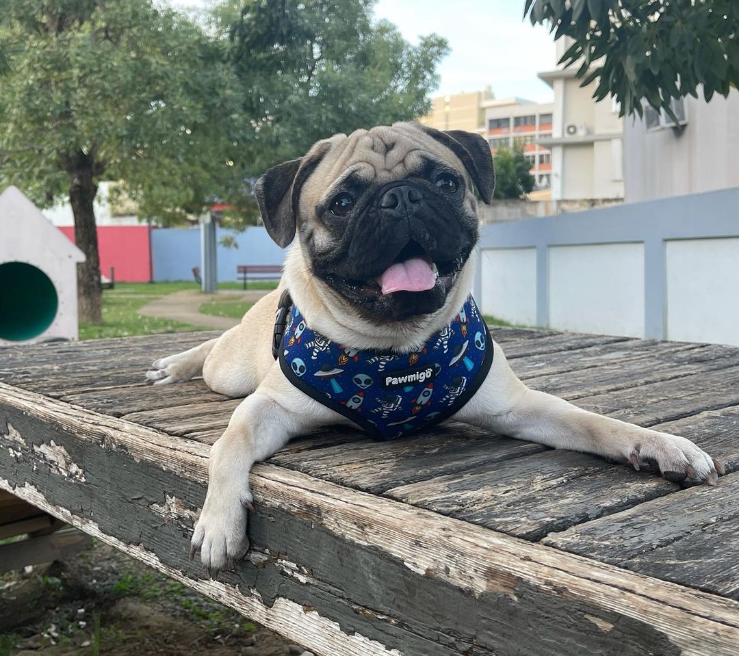 Extra - Furrestrial Reversible Harness - Reversible Harness - Pawmigo