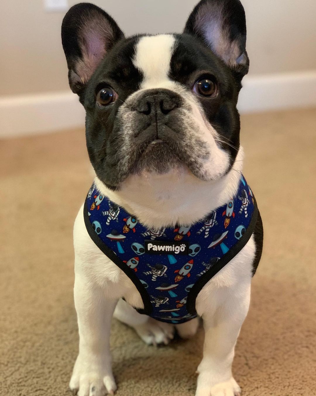 Extra - Furrestrial Reversible Harness - Reversible Harness - Pawmigo