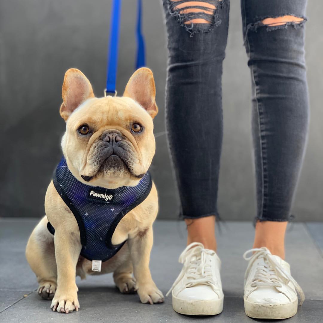 Extra - Furrestrial Reversible Harness - Reversible Harness - Pawmigo