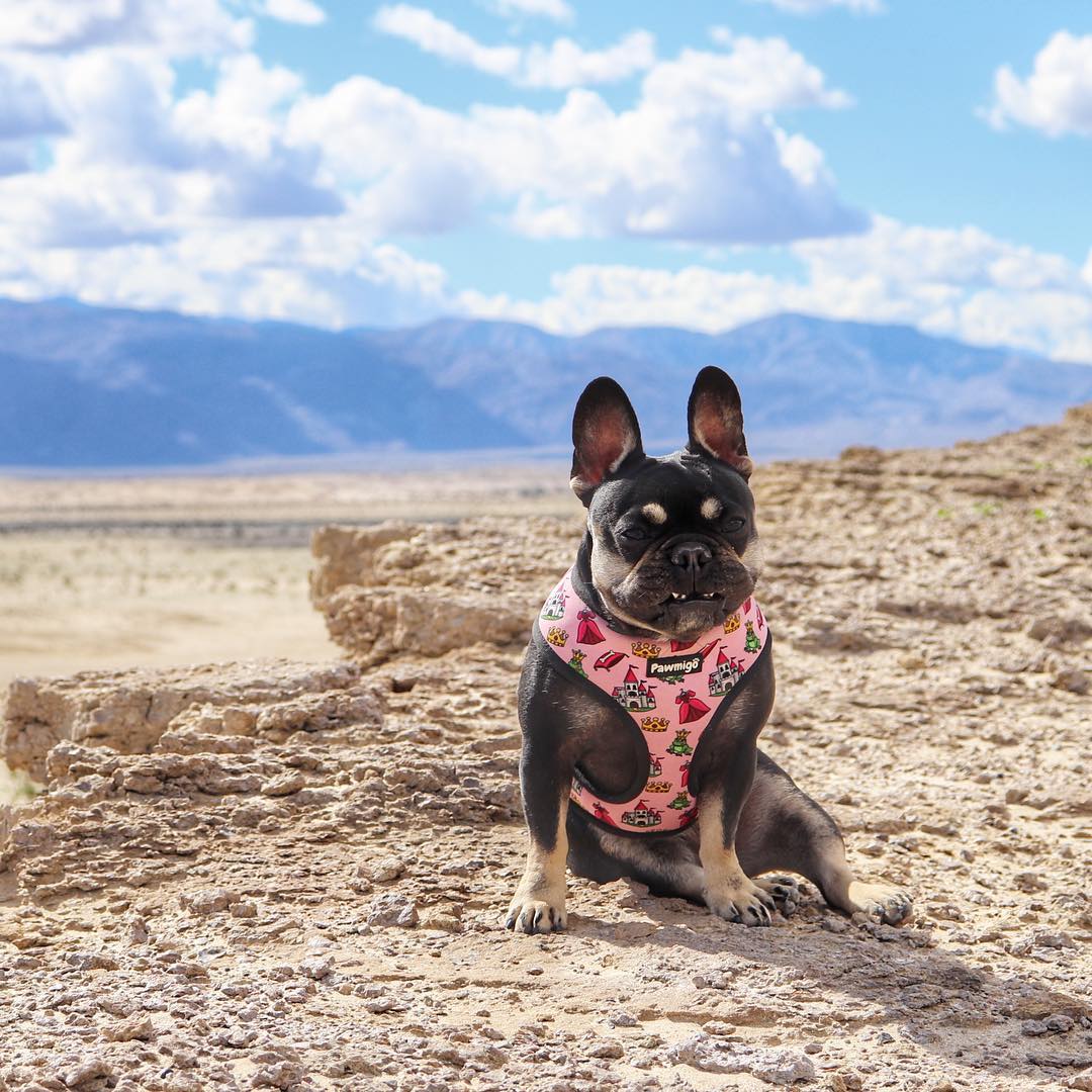 Fairytail Reversible Harness - Reversible Harness - Pawmigo