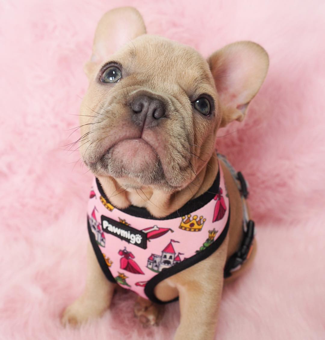 Fairytail Reversible Harness - Reversible Harness - Pawmigo