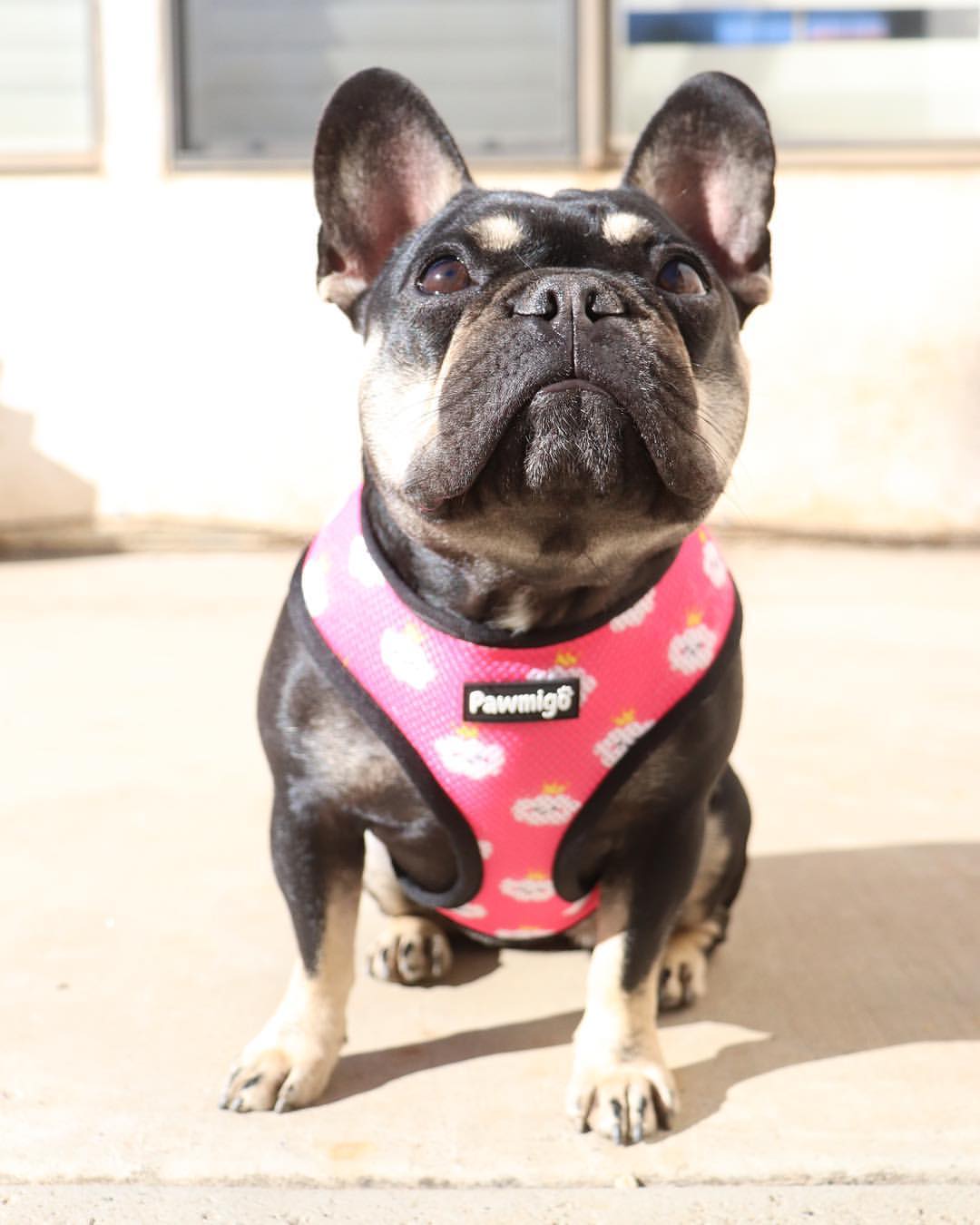 Fairytail Reversible Harness - Reversible Harness - Pawmigo